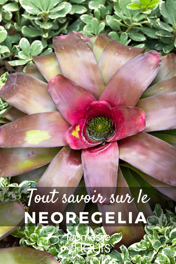 Neoregelia - Pflanzenporträt Alles Wissenswerte (4) Neoregelie: Pflege und Kultivierung