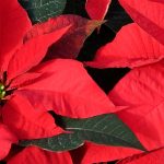 Weihnachtsstern - Poinsettie: Anbau und Pflege