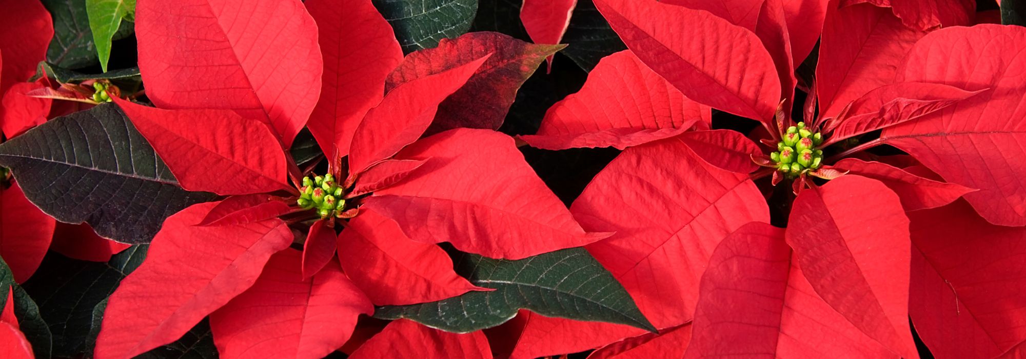 Weihnachtsstern - Poinsettia: Anbau und Pflege