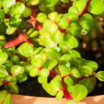 Portulacaria: Anbau, Pflege und Sorten