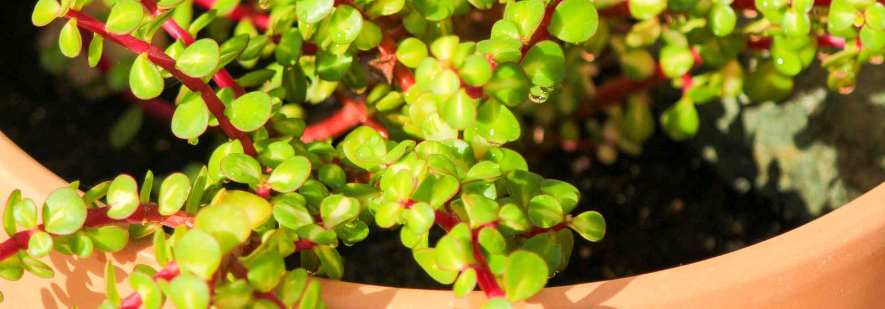 Portulacaria: Anbau, Pflege und Sorten