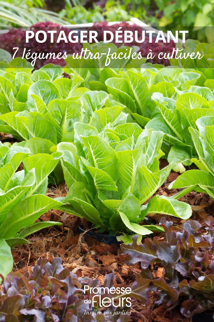 Salate im Gemüsegarten