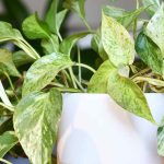 Pothos: Pflanzen, Pflegen und Vermehren dieser pflegeleichten Zimmerpflanze