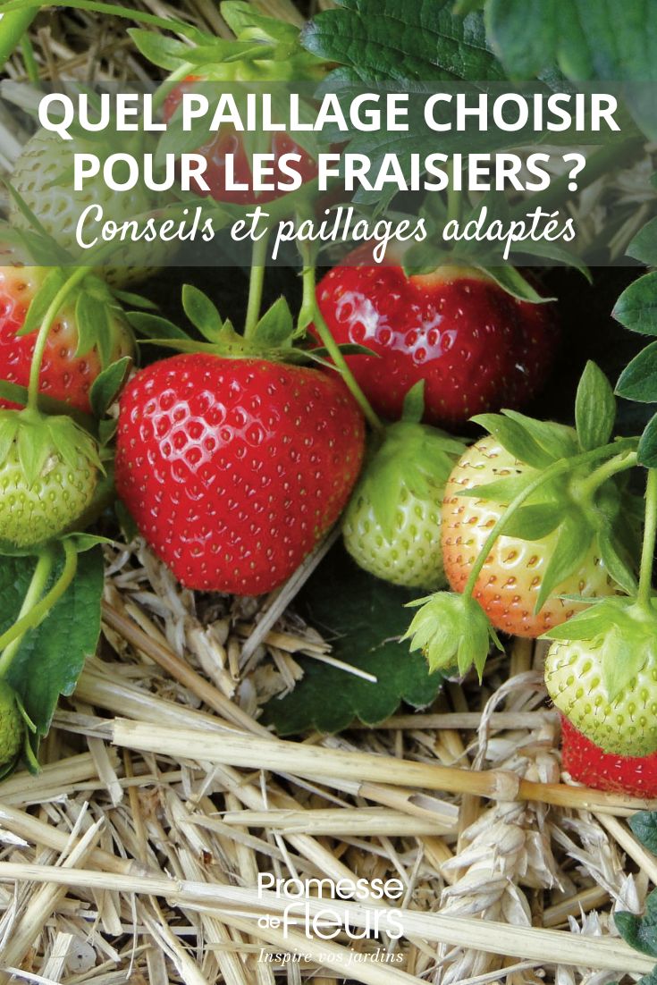 Welche Mulchdecke für Erdbeeren wählen (1) Erdbeeren mulchen