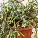 Rhipsalis - Korallenkaktus: Pflanzung und Pflege dieser hängenden Zimmerkaktusart