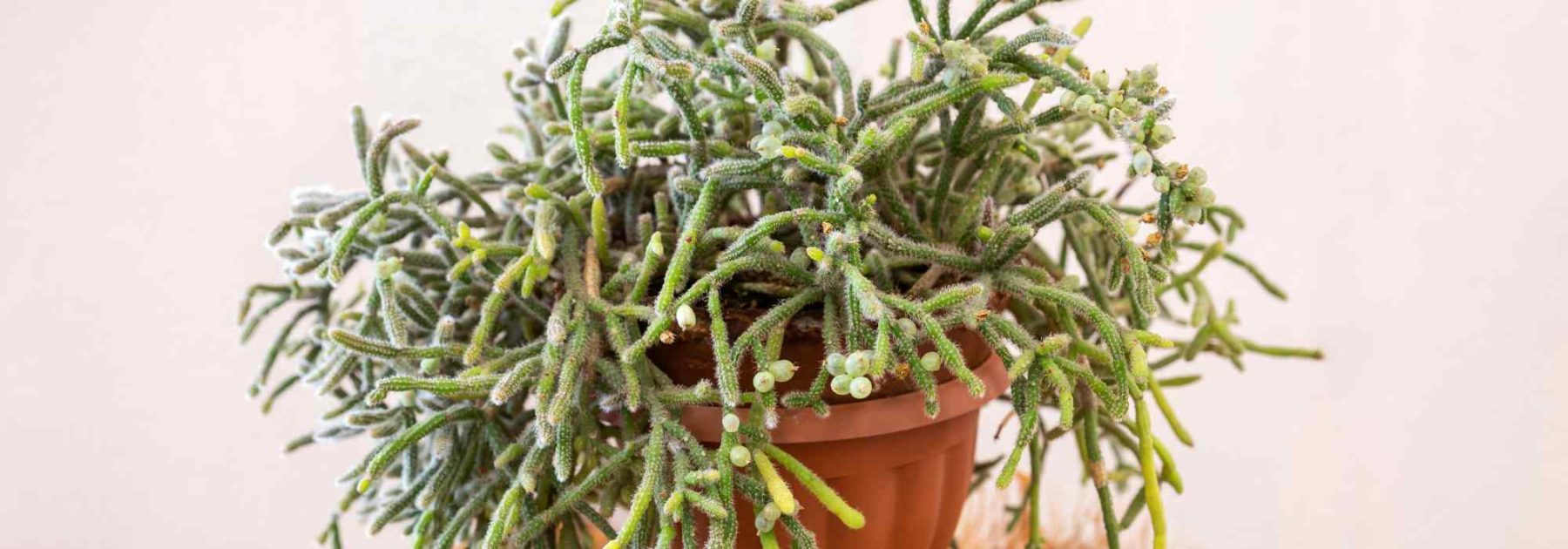 Rhipsalis - Korallenkaktus: Pflanzung und Pflege dieser hängenden Zimmerkaktusart