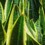 Sansevieria, Bogenhanf: Pflege und Kultivierung im Innenbereich