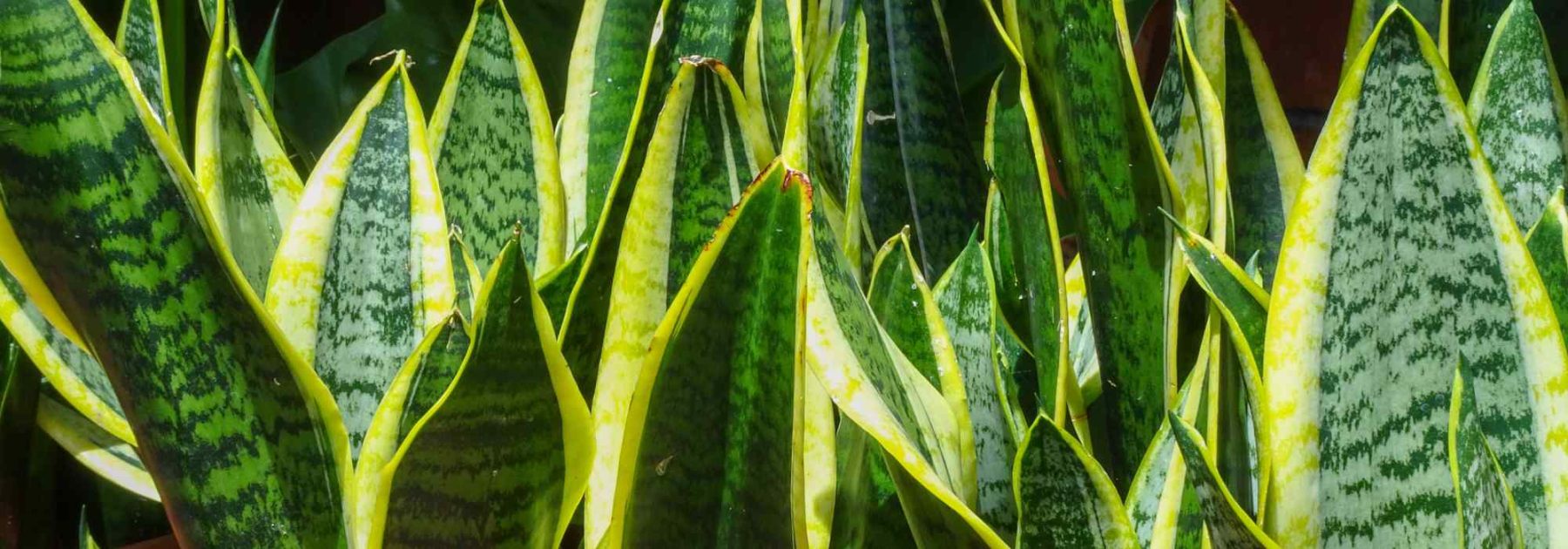 Sansevieria, Bogenhanf: Pflege und Kultivierung im Innenbereich