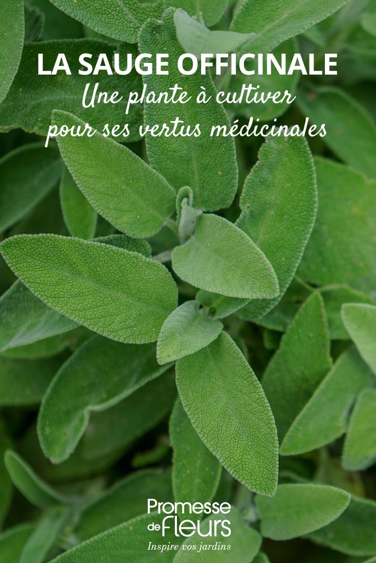 Echter Salbei – eine Pflanze mit gesundheitlichen Vorteilen für Ihren Garten Salbei (Salvia officinalis)