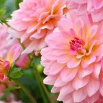 Pinkish Lemon: Der neue Gartentrend in sauren Farbtönen