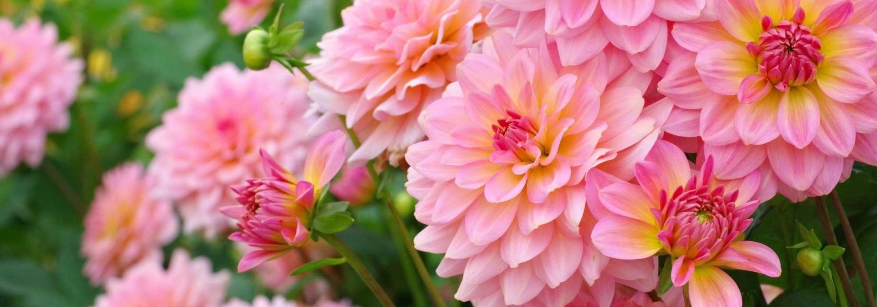 Pinkish Lemon: Der neue Gartentrend in sauren Farbtönen