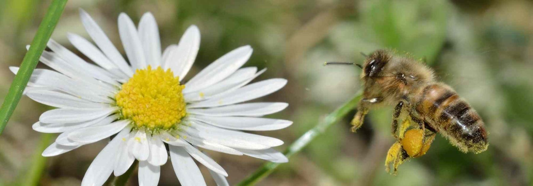 Wildbienen oder Honigbienen: Welche Arten finden wir in unseren Gärten?