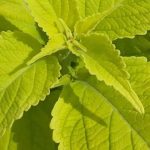 Goldene Blätter: Einjährige Pflanzen, die den Garten die ganze Saison erhellen