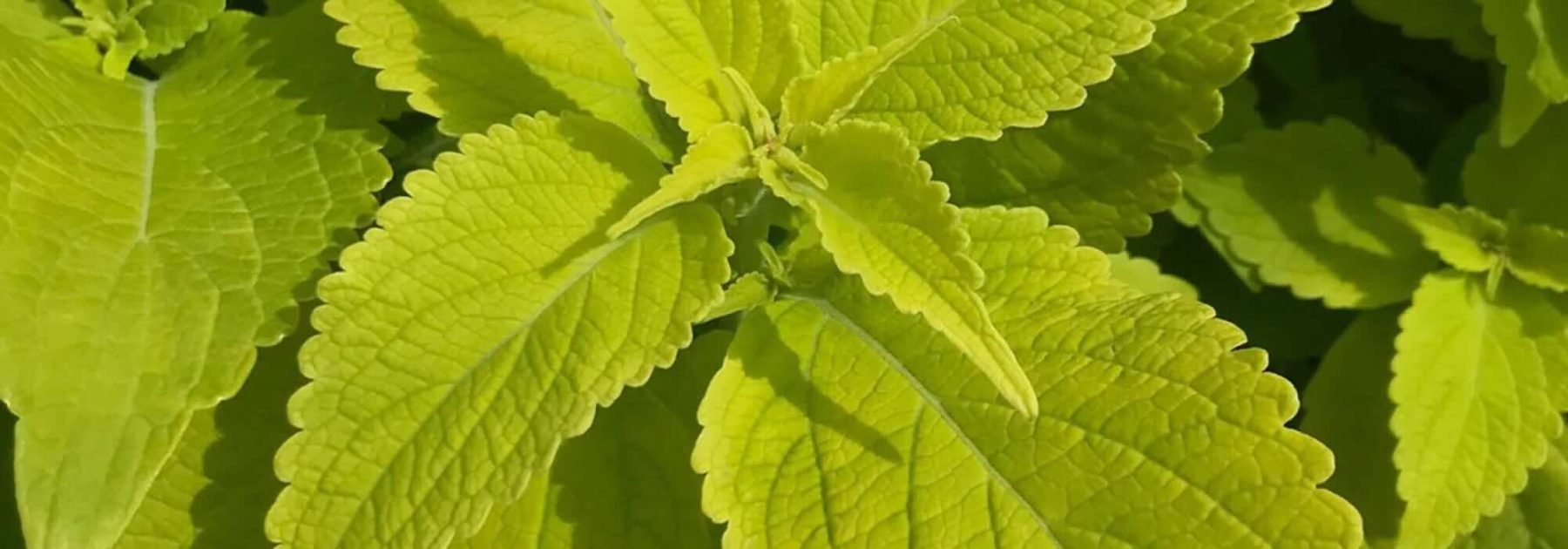 Goldene Blätter: Einjährige Pflanzen, die den Garten die ganze Saison erhellen