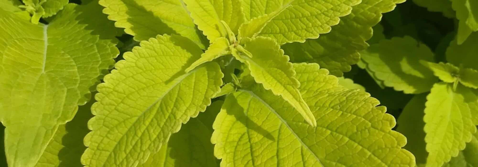 Goldene Blätter: Einjährige Pflanzen, die den Garten die ganze Saison erhellen