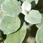 Silbrige Akzente im Garten: Die schönsten einjährigen Pflanzen mit grauem Laub