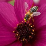 Einjährige honigsüchtige Pflanzen: Blumen zur Anlockung von Bestäubern