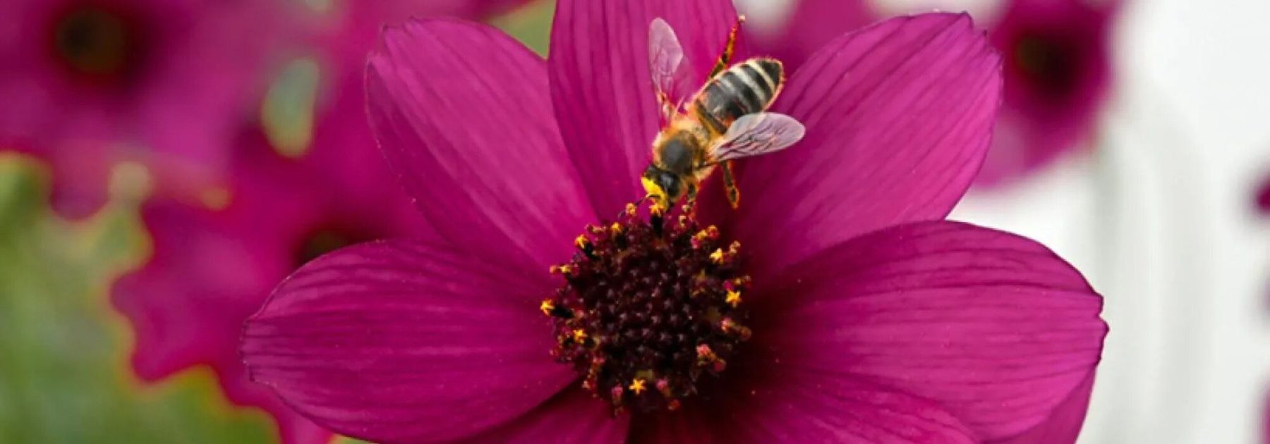 Einjährige honigsüchtige Pflanzen: Blumen zur Anlockung von Bestäubern