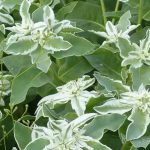 Farben und Kontraste: Die schönsten einjährigen Pflanzen mit panaschiertem Laub