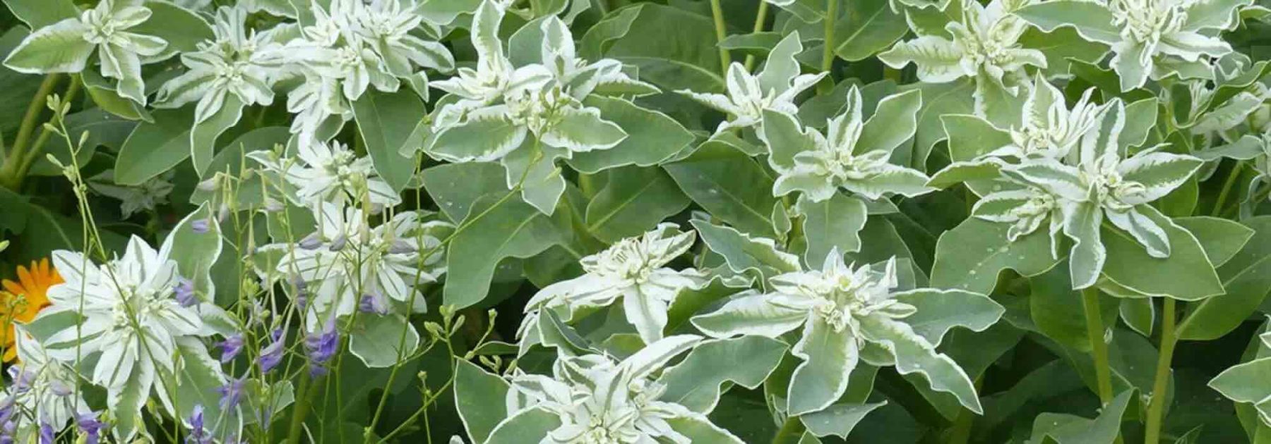 Farben und Kontraste: Die schönsten einjährigen Pflanzen mit panaschiertem Laub