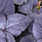 Purpurlaub: Einjährige, die den Garten elektrisieren