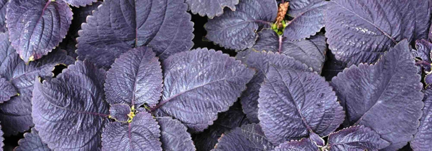 Purpurlaub: Einjährige, die den Garten elektrisieren