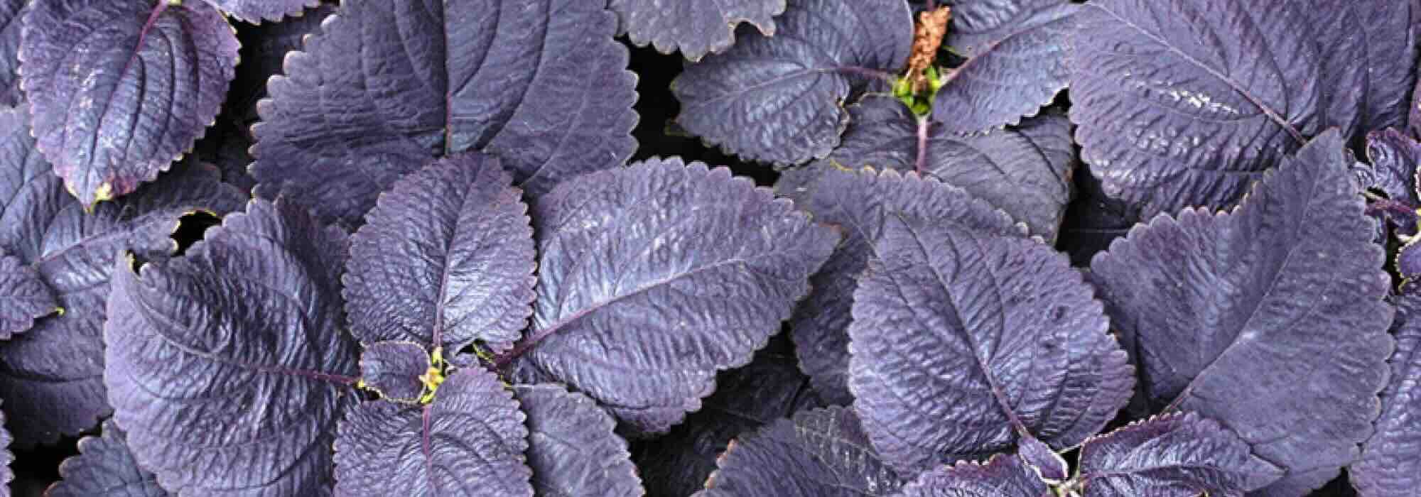 Purpurlaub: Einjährige, die den Garten elektrisieren