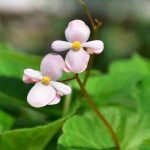 Krankheiten und Parasiten der Begonien