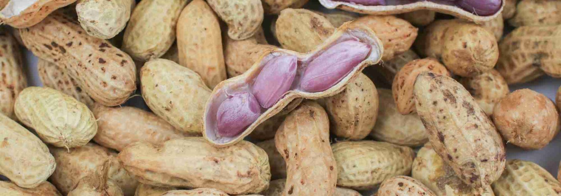 Wie kultiviert man Erdnüsse, um Erdnüsse zu ernten?