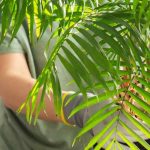 Krankheiten, Parasiten, Mangelerscheinungen: Alles, was Ihren Chamaedorea beeinträchtigen kann