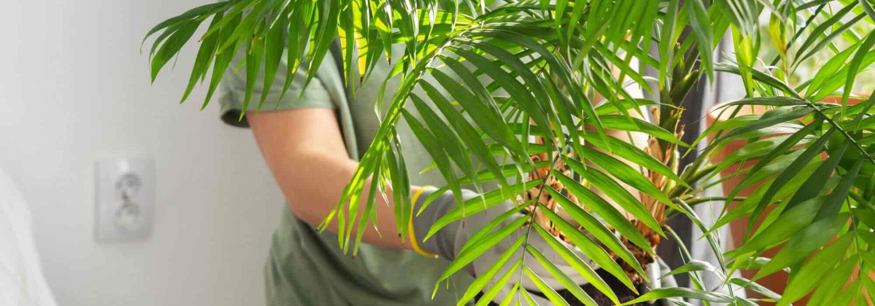 Krankheiten, Parasiten, Mangelerscheinungen: Alles, was Ihren Chamaedorea beeinträchtigen kann