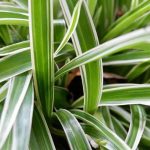 Chlorophytum: Schädlinge, Krankheiten und wichtige Pflegetipps