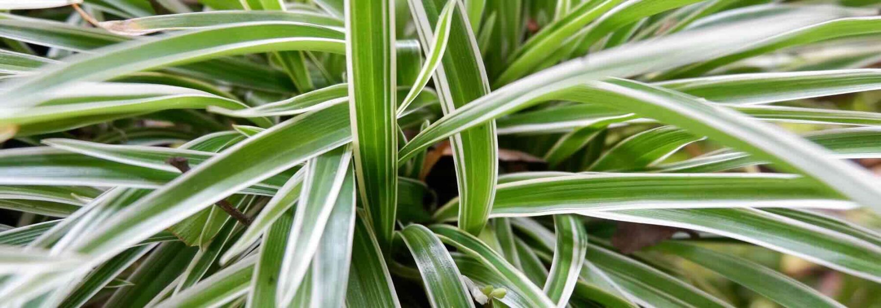 Chlorophytum: Schädlinge, Krankheiten und wichtige Pflegetipps