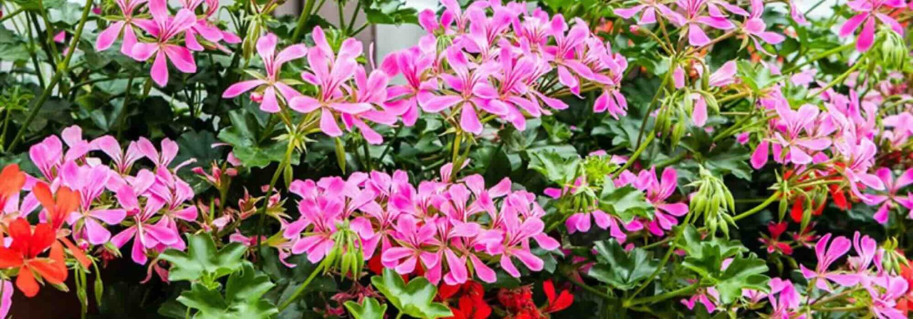 Einen Efeu-Pelargonie wählen, der König der sommerlang blühenden Balkone