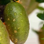 Krankheiten und Parasiten der Fingerlimette
