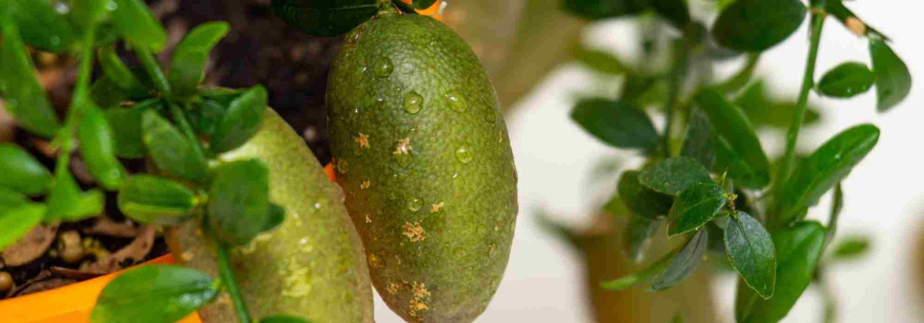 Krankheiten und Parasiten der Fingerlimette