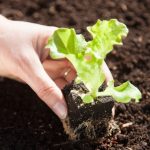 Wann und wie kann man Salate und Kopfsalate im Garten umpflanzen?
