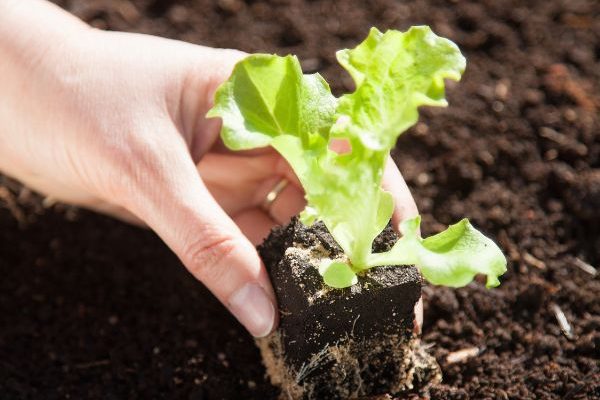 Wann und wie kann man Salate und Kopfsalate im Garten umpflanzen?