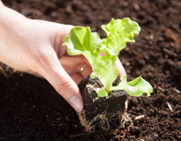 Wann und wie kann man Salate und Kopfsalate im Garten umpflanzen?