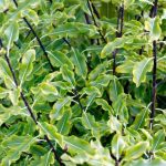 Wie schneidet man Pittosporum?