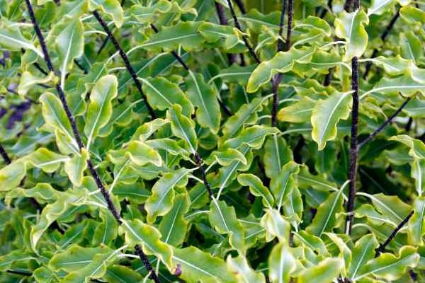 Wie schneidet man Pittosporum?