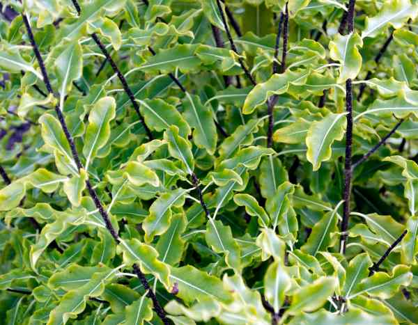 Wie schneidet man Pittosporum?