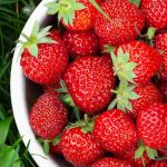 Wie kann man Erdbeeren natürlich düngen?