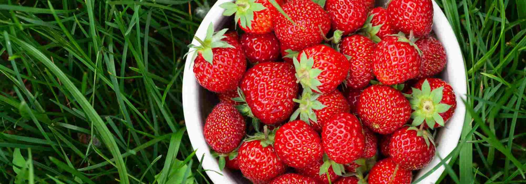 Wie kann man Erdbeeren natürlich düngen?