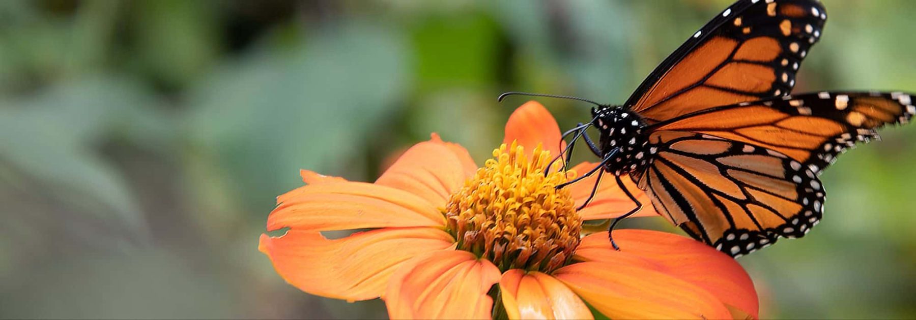 Biodiversität: Wie Sie Naturschutzräume in Ihrem Garten schaffen können