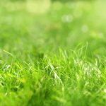 Rasenpflege: Die häufigsten Fehler