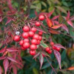 Krankheiten und Schädlinge des Nandina