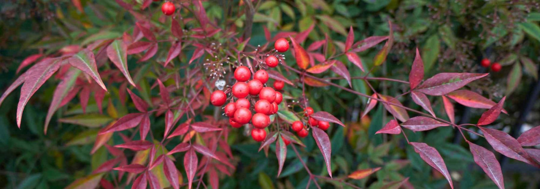 Krankheiten und Schädlinge des Nandina