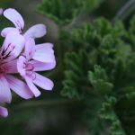 Krankheiten und Schädlinge bei Pelargonien