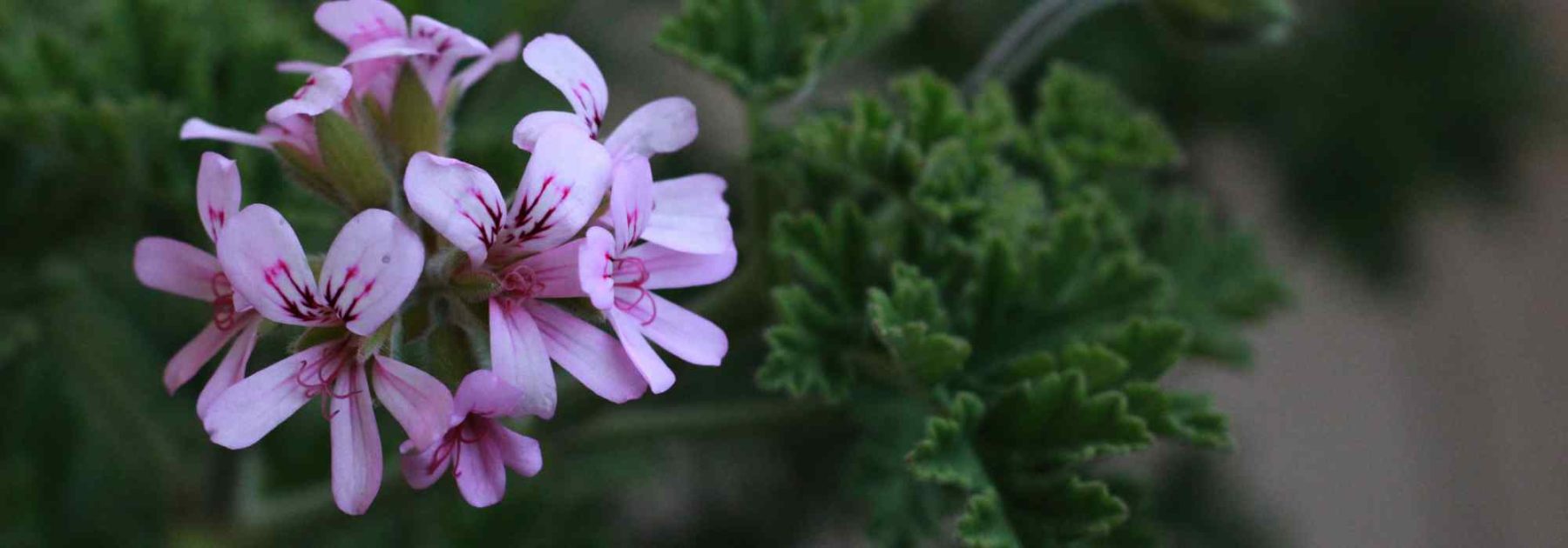 Krankheiten und Schädlinge bei Pelargonien